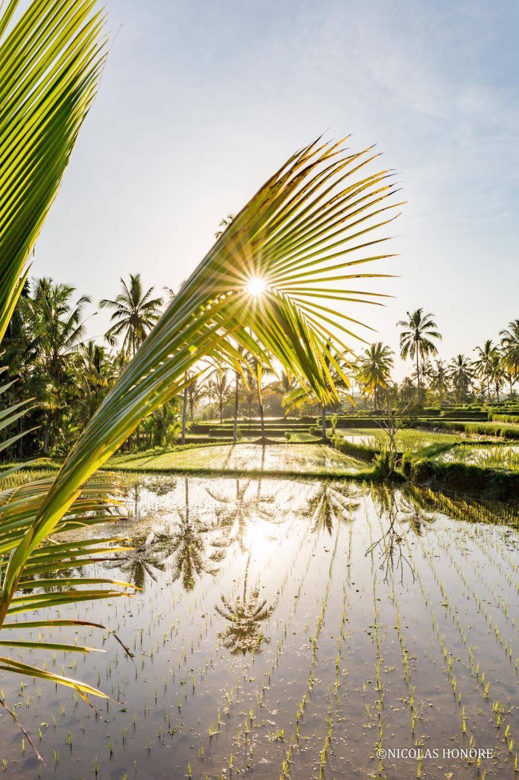 Hati Padi Cottages Ubud  Luaran gambar